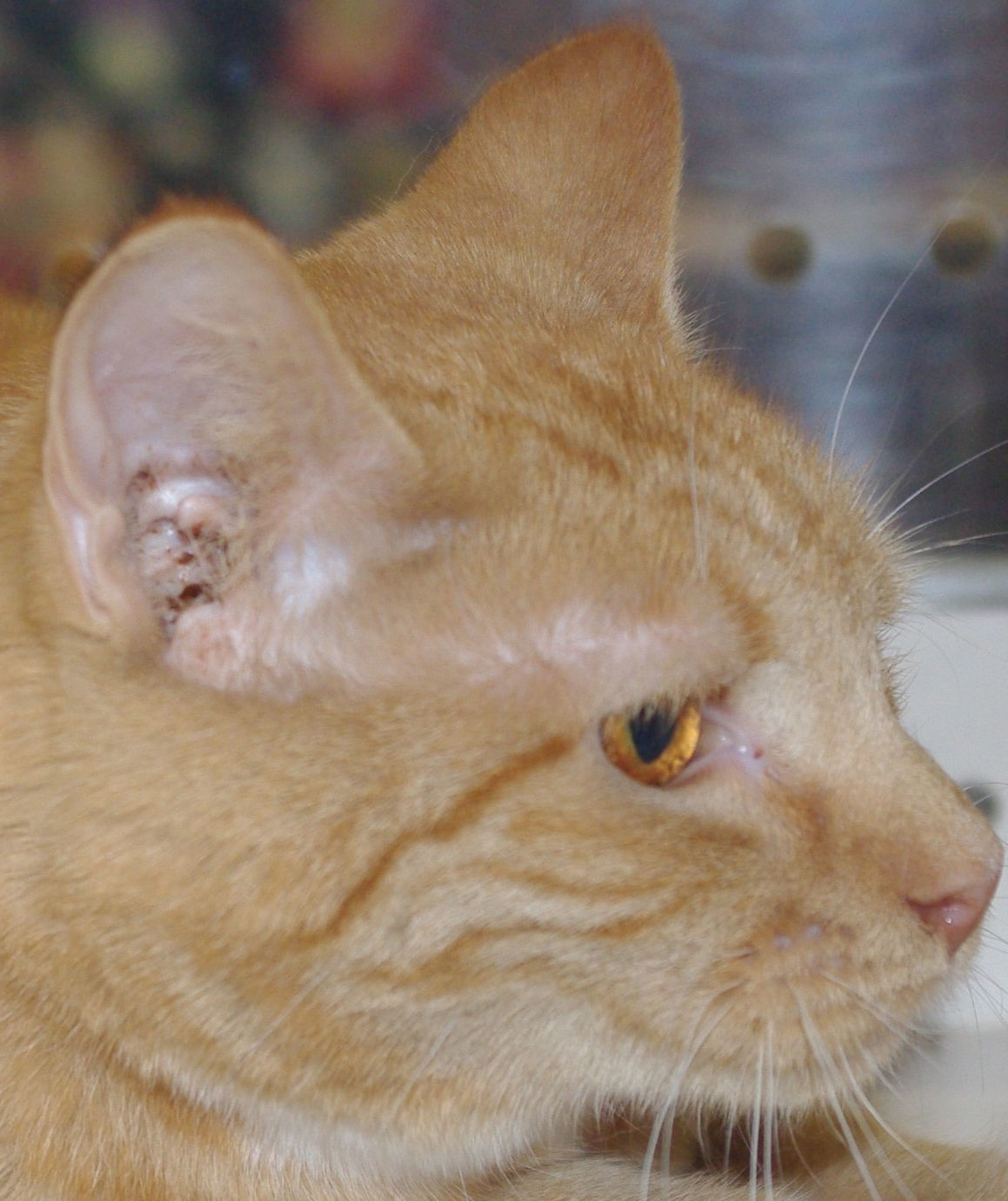 Pets of the Week: Duffy